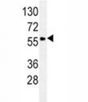 GCET1/SERPINA9 antibody western blot analysis in Ramos lysate.
