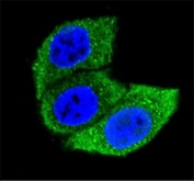 Confocal immunofluorescent analysis of HSPA1A antibody with HeLa cells followed by Alexa Fluor 488-conjugated goat anti-mouse lgG (green). DAPI was used as a nuclear counterstain (blue).