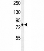 RPS6KA1 antibody western blot analysis in mouse cerebellum tissue lysate. Predicted molecular weight: 83~90 kDa.