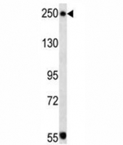 TSC2 antibody western blot analysis in mouse NIH3T3 lysate. Predicted molecular weight ~200 kDa.