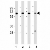 Western blot testing of HDAC1 antibody at 1:2000 dilution. Lane 1: HeLa lysate; 2: Jurkat lysate; 3: K562 lysate; 4: mouse thymus lysate; Predicted molecular weight 55~60 kDa