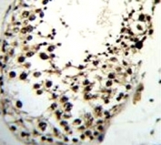 LIN28A antibody immunohistochemistry analysis in formalin fixed and paraffin embedded human testis tissue.
