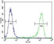 MLH1 antibody flow cytometric analysis of K562 cells (green) compared to a <a href=../search_result.php?search_txt=n1001>negative control</a> (blue). FITC-conjugated goat-anti-rabbit secondary Ab was used for the analysis.