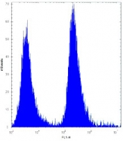 MGMT antibody flow cytometric analysis of 293 cells (right histogram) compared to a <a href=../tds/rabbit-igg-isotype-control-polyclonal-antibody-n1001>negative control</a> (left histogram). FITC-conjugated goat-anti-rabbit secondary Ab was used for the analysis.
