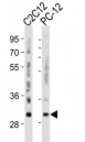 Western blot analysis of lysate from mouse C2C12, rat PC-12 cell line using Bcl-2 antibody diluted at 1:500 for each lane.