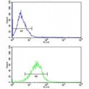 Bid antibody flow analysis of MCF-7 cells (bottom histogram) compared to a <a href=../search_result.php?search_txt=n1001>negative control</a> (top histogram). FITC-conjugated goat-anti-rabbit secondary Ab was used for the analysis.