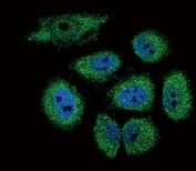 Confocal immunofluorescent analysis of RNASE3 antibody with NCI-H460 cells followed by Alexa Fluor 488-conjugated goat anti-rabbit lgG (green). DAPI was used as a nuclear counterstain (blue).