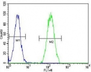BMP2 antibody flow cytometric analysis of HeLa cells (green) compared to a <a href=../search_result.php?search_txt=n1001>negative control</a> (blue). FITC-conjugated goat-anti-rabbit secondary Ab was used for the analysis.