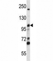 MCM4 antibody western blot analysis in CEM lysate.