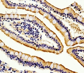 Immunohistochemical analysis of paraffin-embedded human small intestine section using anti-Alkaline Phosphatase antibody diluted at 1:100 dilution.