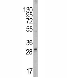 Western blot analysis of SCF antibody and 293 lysate.