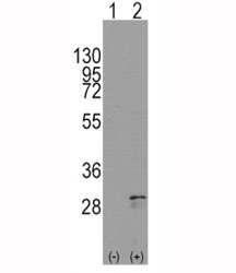 Western blot analysis of SCF antibody and 293 cell lysate either nontransfected (Lane 1) or transiently transfected with the KITLG gene (2).