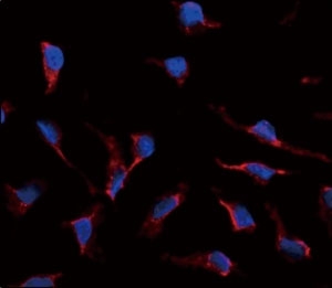 Immunofluorescence analysis of SCF antibody and HeLa cells. Alexa Fluor 546 secondary emits orange fluorescence. Blue counterstaining is DAPI.