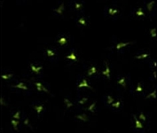 Immunofluorescence analysis of NANOG antibody with HeLa cells . Primary antibody was followed by FITC-conjugated goat anti-rabbit lgG (whole molecule). FITC emits green fluorescence.