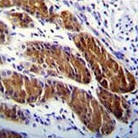 ATG-5 antibody immunohistochemistry analysis in formalin fixed and paraffin embedded human stomach tissue.
