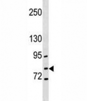 GCLC antibody western blot analysis in NCI-H292 lysate