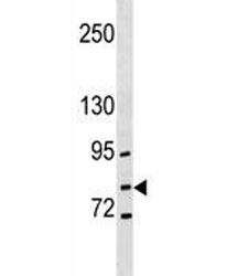 GCLC antibody western blot analysis in NCI-H292 lysate