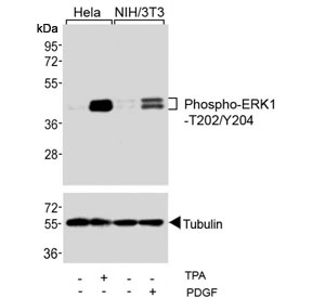 Western blot testing of human HeLa and mouse NIH3T3 cells treated with TPA (200nM) and PDGF (100ng/ml) using phospho-ERK1/2 antibody.~
