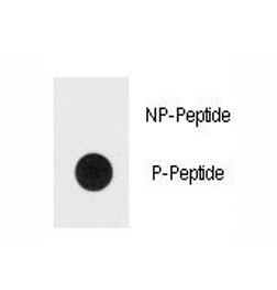 Dot blot analysis of phospho-ERK1/2 antibody. 50ng of Bi-phos-peptide or nonphosrylated peptide per
