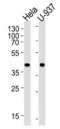Western blot analysis of lysate from HeLa, U-937 cell lines using PGK1 antibody; Ab was diluted at 1:1000 for each lane. Expected/observed molecular weight ~44kDa.