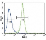 PGK1 antibody flow cytometric analysis of HeLa cells (right histogram) compared to a negative control (left histogram). FITC-conjugated goat-anti-rabbit secondary Ab was used for the analysis.