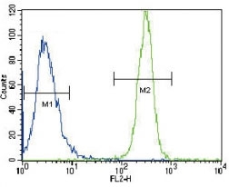LYN antibody flow cytometric analysis of HeLa cells (green) compared to a <a href=../search_result.php?search_txt=n1001>negative control</a> (blue). FITC-conjugated goat-anti-rabbit secondary Ab was used for the analysis.