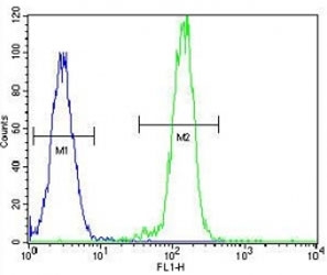 B-RAF antibody flow cytometric analysis of HeLa cells (right histogram) compared to a negative control (left histogram). FITC-conjugated goat-anti-rabbit secondary Ab was used for the analysis.