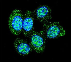 Confocal immunofluorescent analysis of ACP1 antibody with human HeLa cells followed by Alexa Fluor 488-conjugated goat anti-rabbit lgG (green). DAPI was used as a nuclear counterstain (blue).