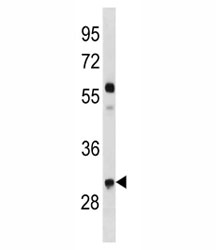 CCND2 antibody western blot analysis in mouse NIH3T3 lysate