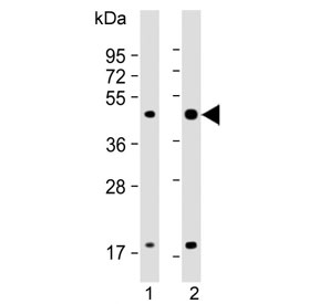 Western blot testing of 1) whole zebrafish and 2) zebrafish muscle lysate with zebrafish Atf4 antibody. Expected molecular weight: 38-50 kDa.