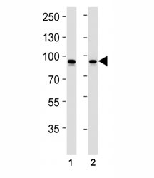 STAT1 antibody western blot analysis in (1) CEM and (2) HeLa lysate. Predicted molecular weight: 84 and 91 kDa.