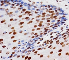 Immunohistochemical analysis of paraffin-embedded human esophagus section using Histone H4 antibody diluted at 1:25 dilution.