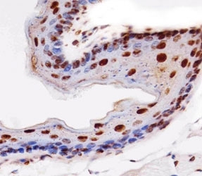 Immunohistochemical analysis of paraffin-embedded mouse esophagus section using Histone H4 antibody diluted at 1:25 dilution.