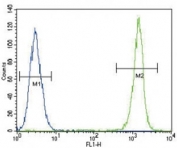 EIF4E antibody flow cytometric analysis of Jurkat cells (green) compared to a negative control (blue).