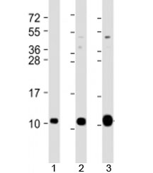 Western blot testing of 1) human HeLa, 2) human DU-145 and 3) mouse brain lysate with GNG12 antibody at 1:2000. Predicted molecular weight: 8 kDa.~