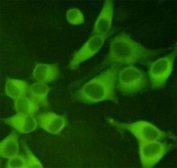 ICC/IF staining of HeLa cells, fixed with 4% Paraformaldehyde, using PKM2 antibody at 1:400.