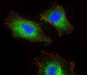 Immunofluorescent staining of fixed and permeabilized human A549 cells with BMP1 antibody.