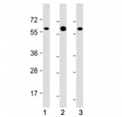 Western blot testing of RGMB antibody at 1:2000: Lane 1) human HEK293, 2) (h) brain, and 3) mouse brain lysate. Predicted molecular weight: 48-58 kDa.