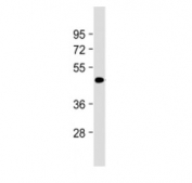 Western blot testing of Tenomodulin antibody at 1:2000 + mouse adipose tissue lysate. Predicted molecular weight ~37 kDa.
