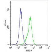 Flow cytometry testing of fixed and permeabilized human A2058 cells with ARV1 antibody; Blue=isotype control, Green= ARV1 antibody.