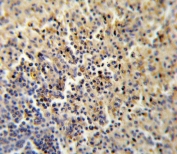 IHC testing of FFPE human spleen tissue with FOLR2 antibody. HIER: steam section in pH6 citrate buffer for 20 min and allow to cool prior to staining.