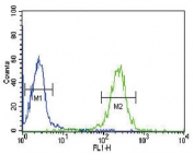 Flow cytometry testing of human HL60 cells with FOLR2 antibody; Blue=isotype control, Green= FOLR2 antibody.