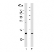 Western blot testing of human 1) kidney and 2) pancreas lysate with REG3G antibody. Expected molecular weight: 15-19 kDa.