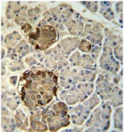 IHC testing of FFPE human pancreas tissue with REG3G antibody. HIER: steam section in pH6 citrate buffer for 20 min and allow to cool prior to staining.