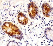 IHC testing of FFPE human small intestine tissue with REG3G antibody. HIER: steam section in pH6 citrate buffer for 20 min and allow to cool prior to staining.