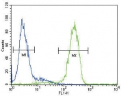Flow cytometry testing of fixed and permeabilized human HepG2 cells with ATP7B antibody; Blue=isotype control, Green= ATP7B antibody.