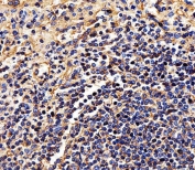 IHC testing of FFPE human spleen tissue with HLA-B antibody. HIER: steam section in pH6 citrate buffer for 20 min and allow to cool prior to staining.
