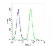 Flow cytometry testing of fixed and permeabilized human HeLa cells with CBS antibody; Blue=isotype control, Green= CBS antibody.