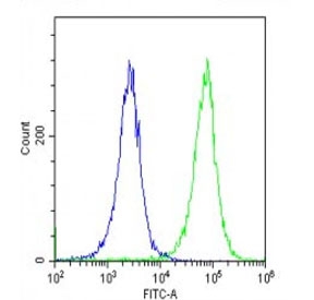 Flow cytometry testing of fixed and permeabilized human HeLa cells with CDKN2A antibody; Blue=isotype control, Green= CDKN2A antibody.