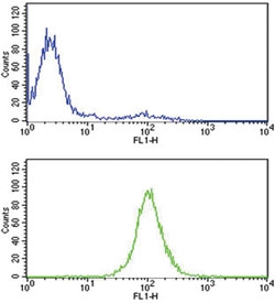 Flow cytometry testing of human CCRF-CEM cells with TPI1 antibody; Blue=isotype control, Green= TPI1 antibody.